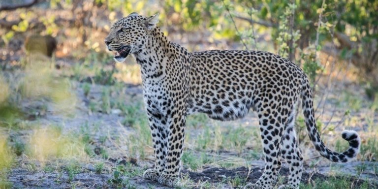 7 Day Kruger - Victoria Falls & Chobe National Park