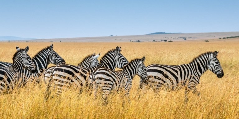 Best 5-Day Mid-Range Tanzania Safaris - Africa Finest Adventures