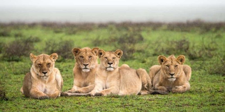 5-Day Big Five Tanzania Safari Tour