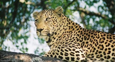 5-Day Big Five Tanzania Safari Tour