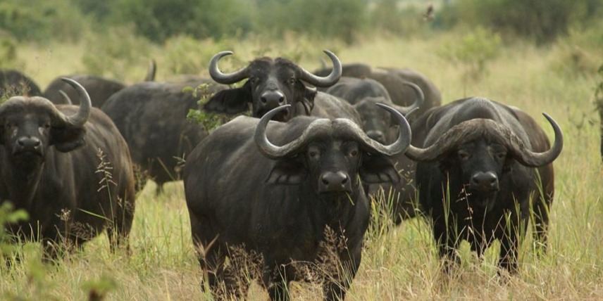 Meilleur-Tours Tanzania