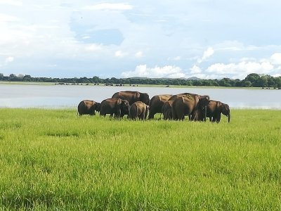 Minneriya National Park Afternoon Jeep Safari