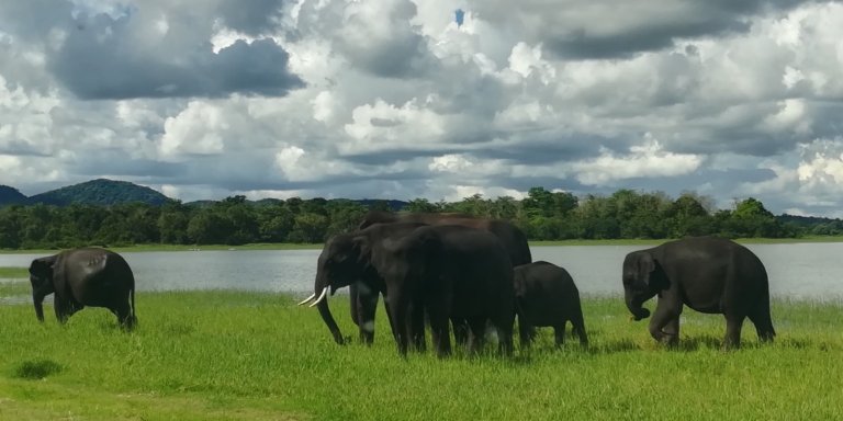 Minneriya National Park Afternoon Jeep Safari