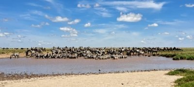 Tanzania Explorer: Budget 4-Day, 3-Night Safari