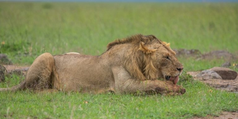 4-Day Tanzania Safari Tour | Serengeti, Ngorongoro & Tarangire