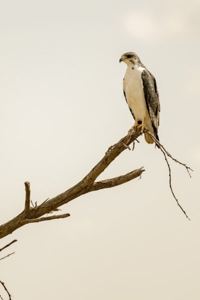 DAY TRIP SAFARI TO TARANGIRE NATIONAL PARK