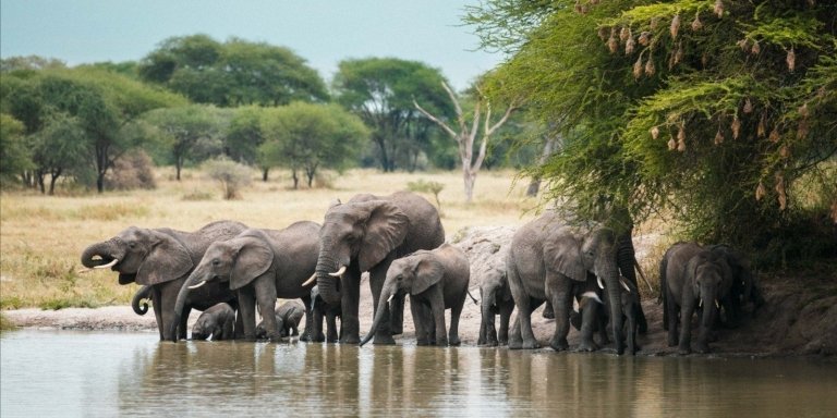 DAY TRIP SAFARI TO TARANGIRE NATIONAL PARK