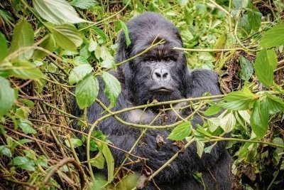 THE ULTIMATE AFRICAN ADVENTURE