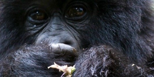 6 Day Gorilla Trekking in Uganda and Rwanda