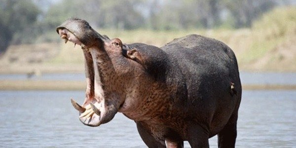 6-Day Magical Kenya Safari Nakuru, Bogoria, Naivasha & Masai Mara