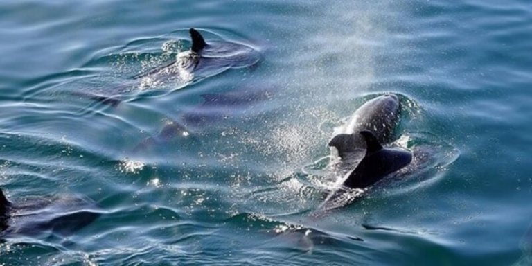 Swimming with Dolphins in Hurghada