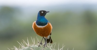 5-Day Bale Mountains Trekking