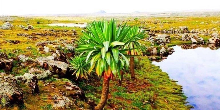 5-Day Bale Mountains Trekking