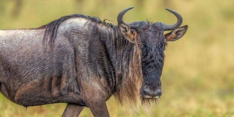 5-Day Great Migration Safari | Meilleur Tours