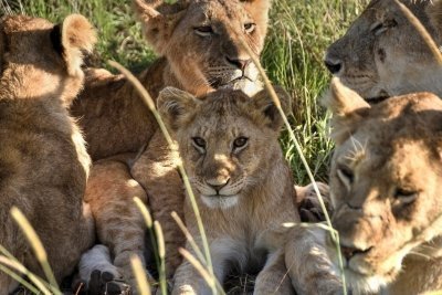 7 Day African Big Cats Safari