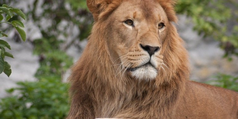 7 Day African Big Cats Safari