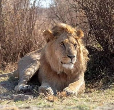 6 Days of Wild Wonders: Aberdares, Nakuru, Naivasha & Masai Mara