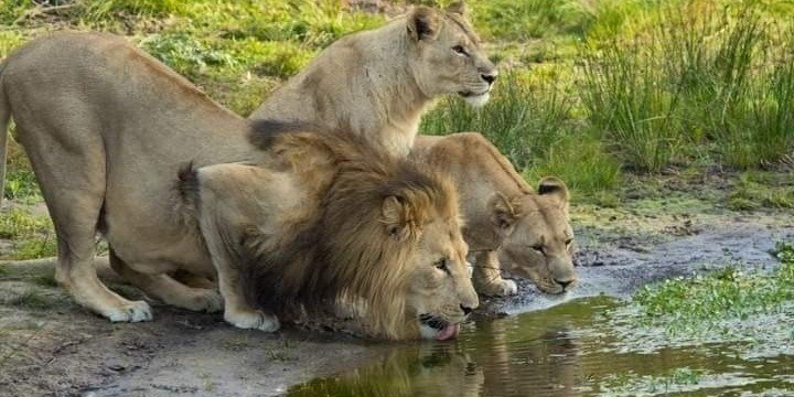 6 Days of Wild Wonders: Aberdares, Nakuru, Naivasha & Masai Mara