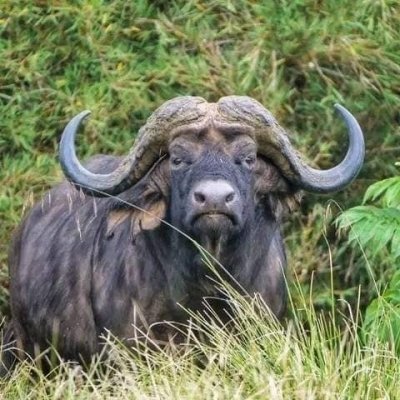 Kenya's Wildlife Adventure: 6 Days Masai Mara, Nakuru & Amboseli