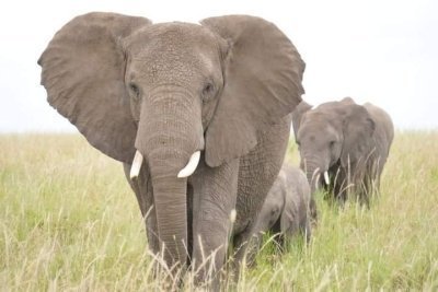 6 Days Amboseli, Nakuru & Masai Mara Kenya's Wildlife Adventure