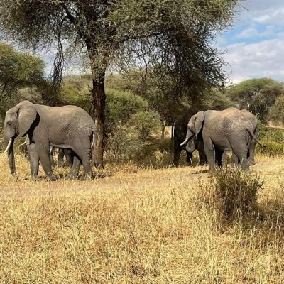 6-Day Ultimate  Safari Explore Samburu, Aberdares, Nakuru, & Mara