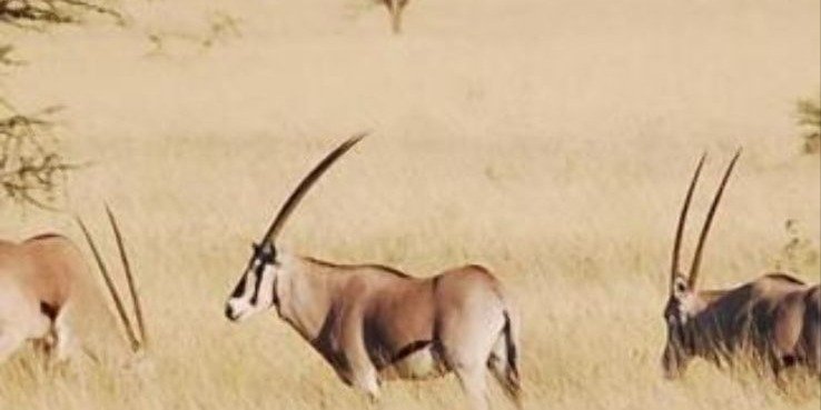 2-Day Awash National Park