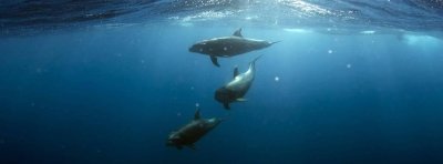 Snorkeling Tour to Ras Mohammed from Sharm El-Sheikh Snorkeling Tour to Ras Mohammed from Sharm El-Sheikh