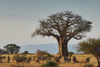 5-day Tanzania Northern Circuit Comfortable Tour