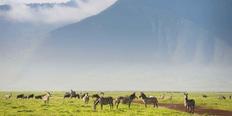 5-day Tanzania Northern Circuit Comfortable Tour