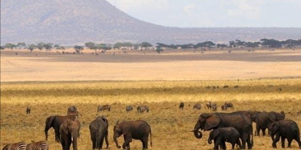 2Days Tanzania classic safari