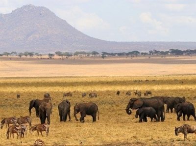 7Days Serengeti, Tarangire and Ngorongoro crater.