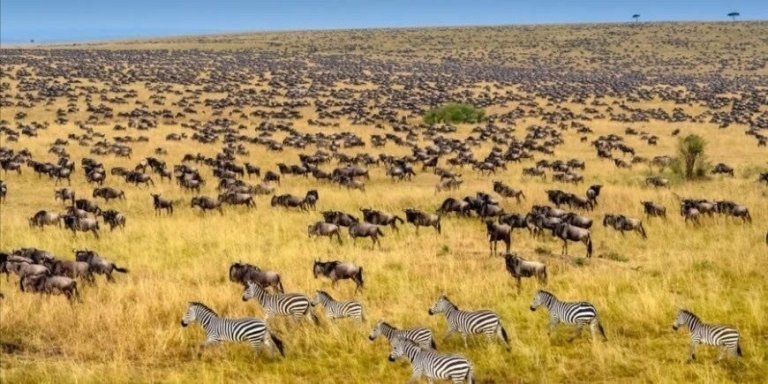 7Days Serengeti, Tarangire and Ngorongoro crater.