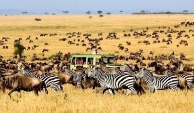 3Days Serengeti National park Safari in Tanzania