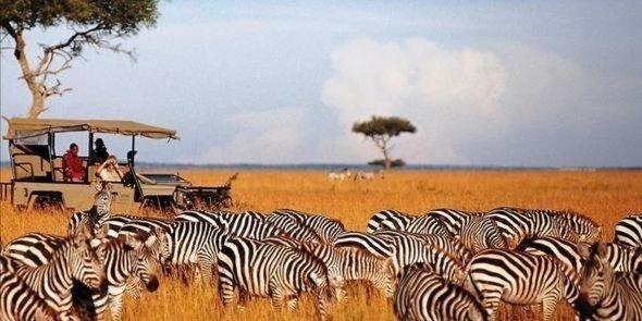 3Days Serengeti National park Safari in Tanzania