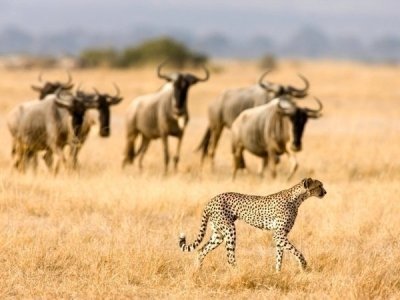 3-Day Group Joining Tanzania Safari | Meilleur Tours