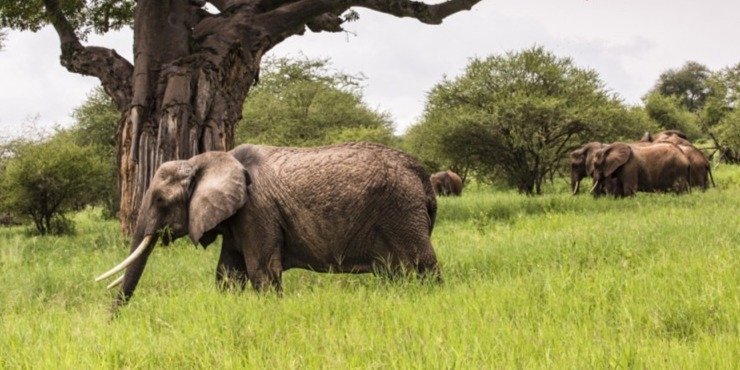 3-Day Group Joining Tanzania Safari | Meilleur Tours
