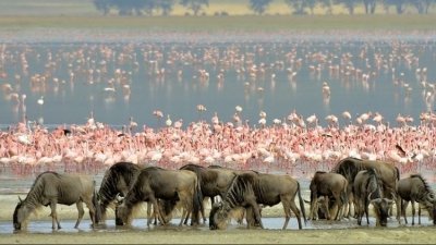 3-Day Tanzania Safari from Zanzibar