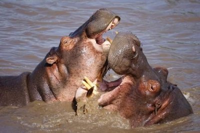 Experience Kenya’s Wilderness: 3-Day Maasai Mara Safari