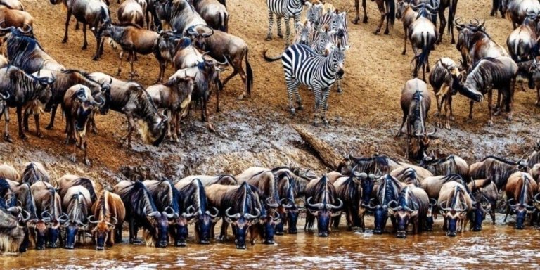 7-Day Wildebeest Migration in Tanzania