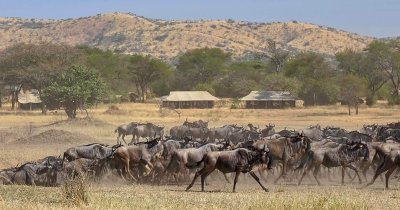 7-Day Wildebeest Migration in Tanzania