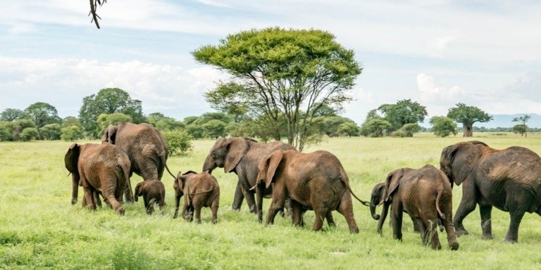 3-Day Tanzania Safari