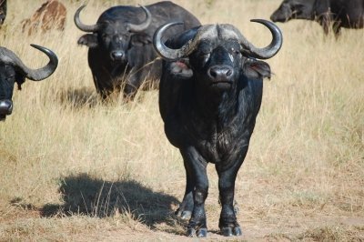 9 Day Uganda Adventure Tour