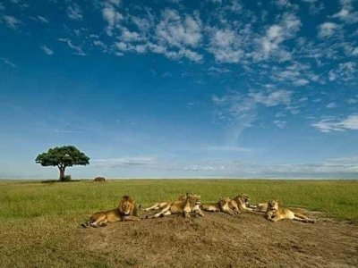 Unfogetable Budget Safari in Tanzania