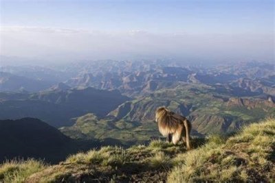 Gondar: 3-Day Simien Mountains and Gondar Tour with Flights