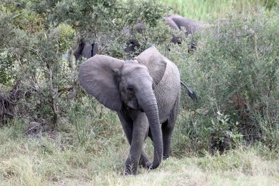 Kruger National Park 3 Day Safari - En Suite Chalet (Private)