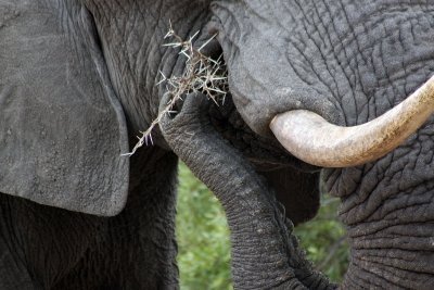 Kruger National Park 3 Day Safari Tour - Glamping Safari(Private)