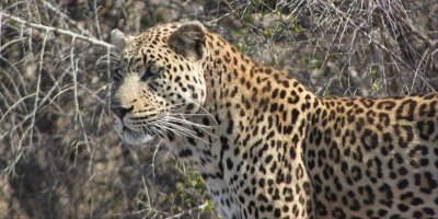 Kruger National Park 3 Day Safari Tour - Glamping Safari(Private)