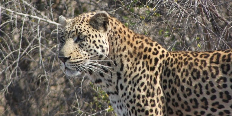 Kruger National Park 3 Day Safari Tour - Glamping Safari(Private)