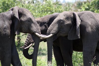 Kruger National Park 4 Day Safari - Basic Safari tent (Private)