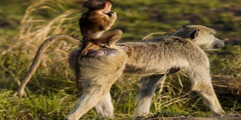 Best 3 Days Tarangire, Manyara and Ngorongoro Safaris